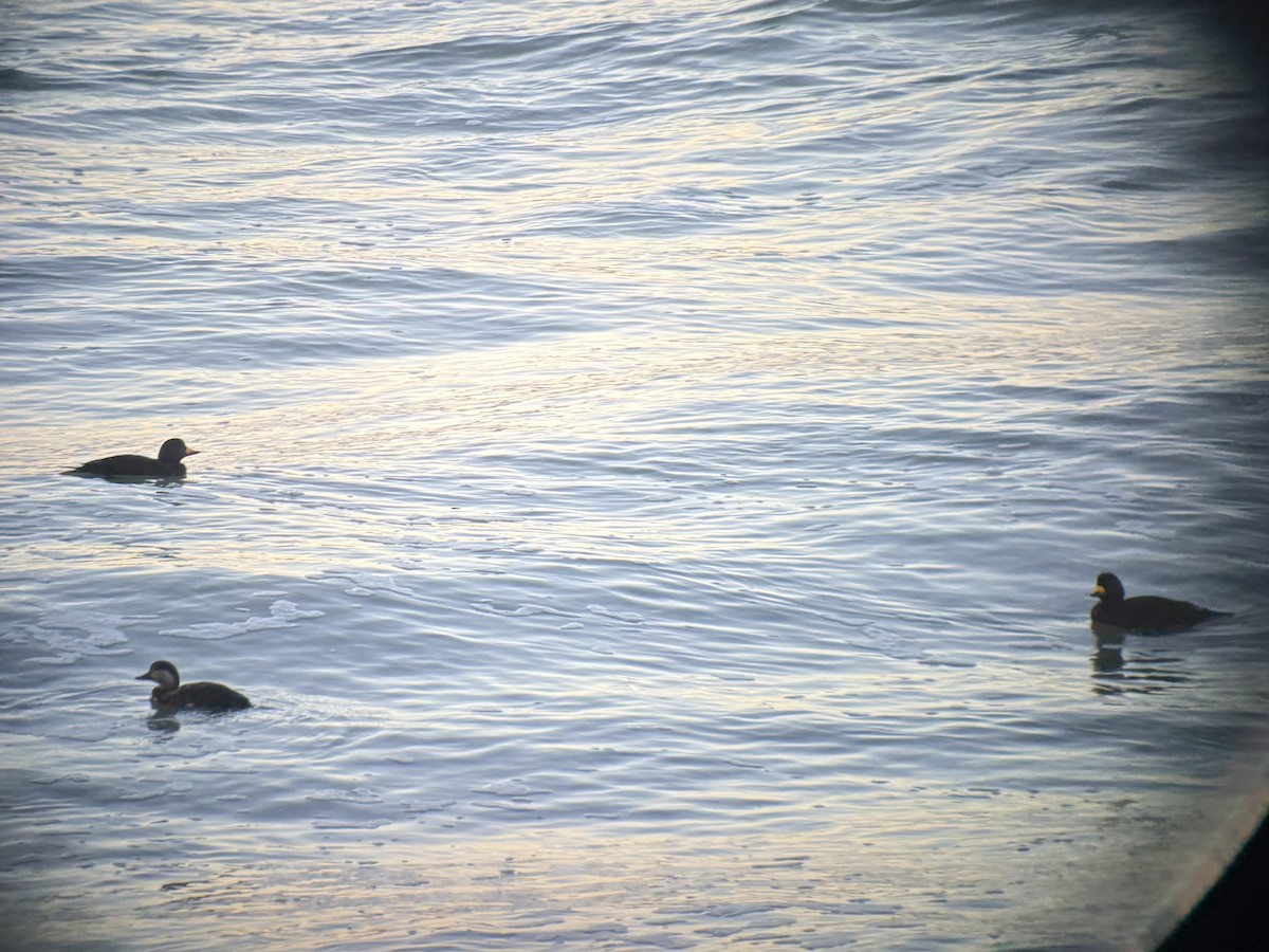 Black Scoter - ML629486814