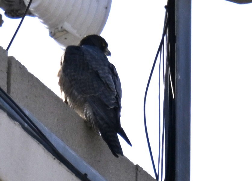 Peregrine Falcon - ML629486829