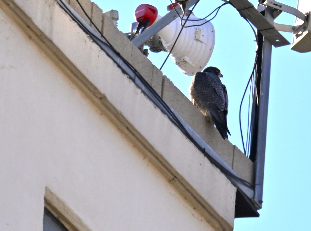 Peregrine Falcon - ML629486839