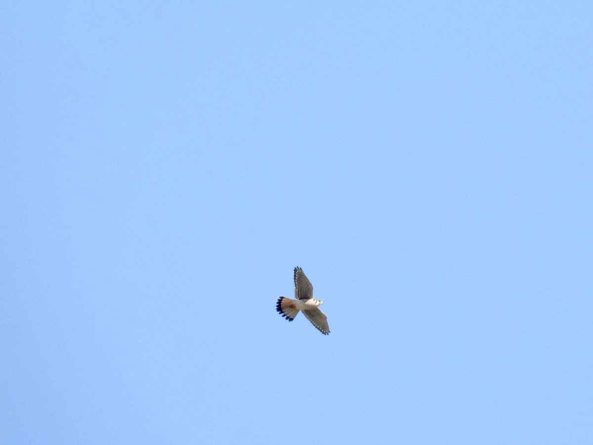 American Kestrel - ML629487028