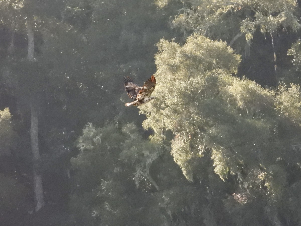Bald Eagle - ML629487080