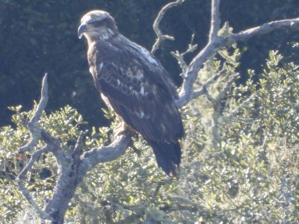 Bald Eagle - ML629487106