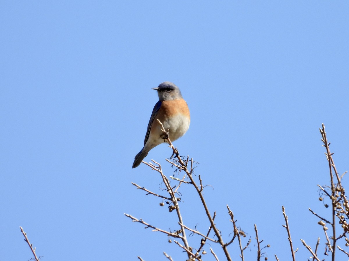 Western Bluebird - ML629487173