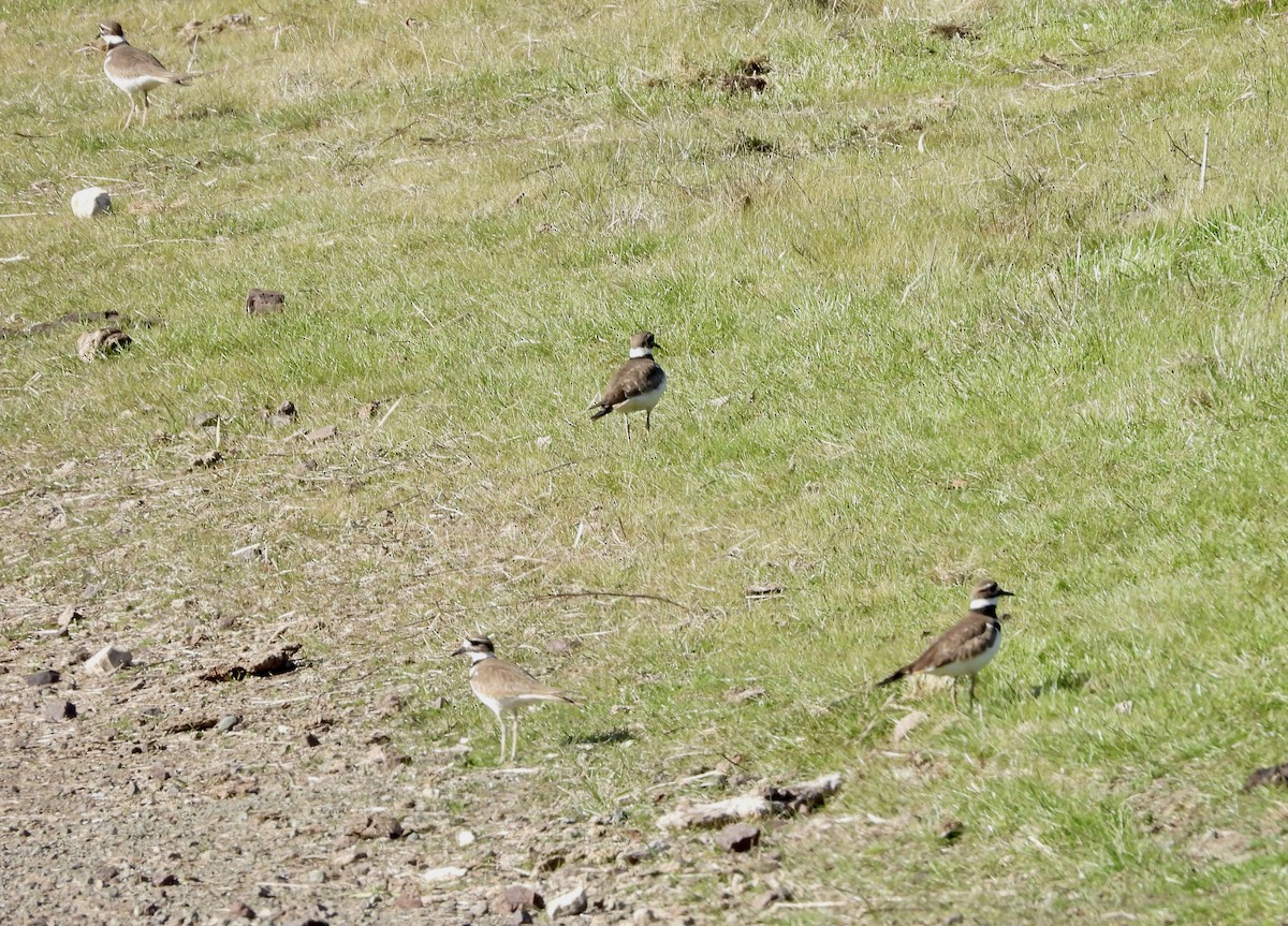 Killdeer - ML629487226