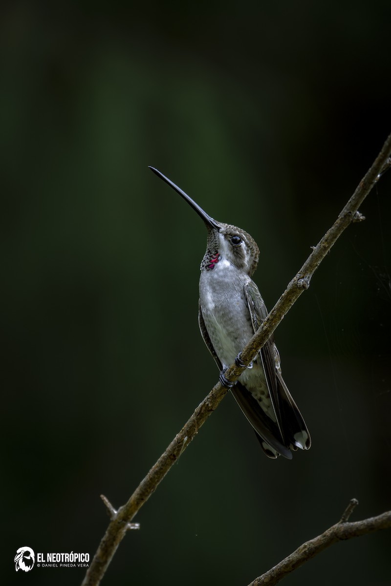 Plain-capped Starthroat - ML629487456