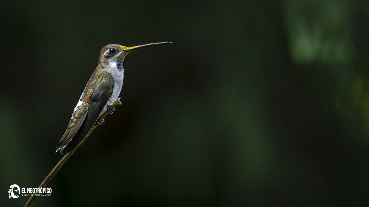 Plain-capped Starthroat - ML629487457