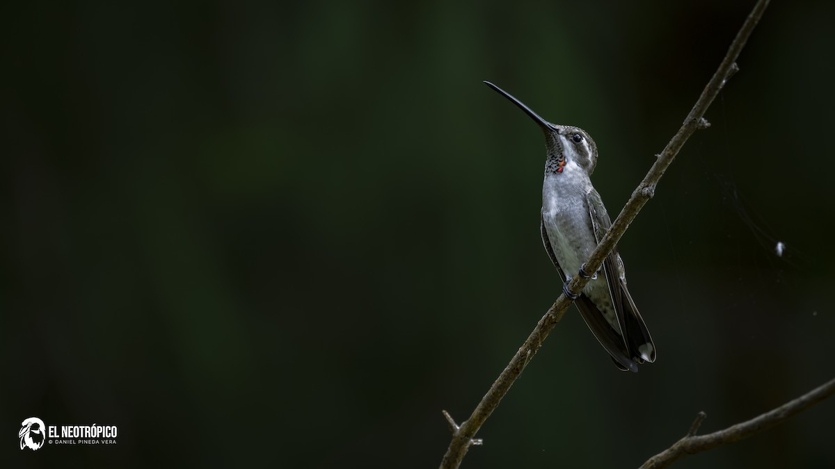 Plain-capped Starthroat - ML629487458