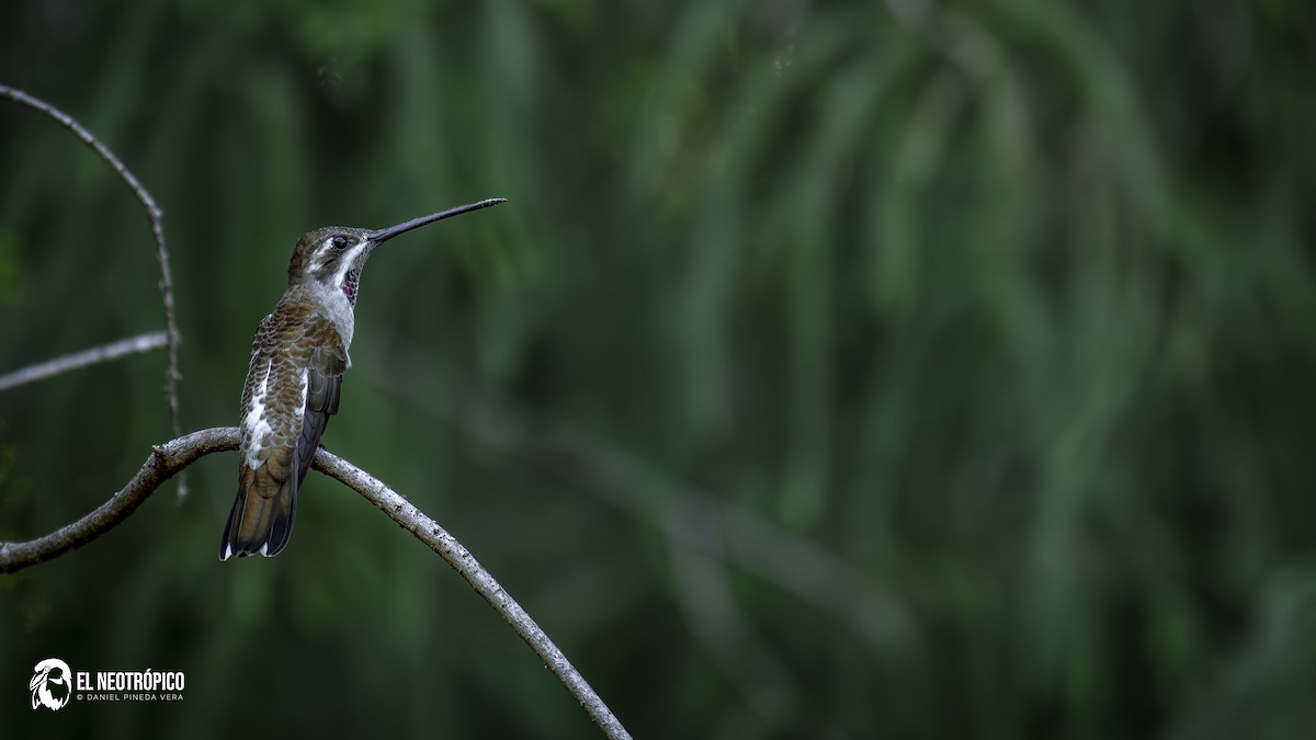 Plain-capped Starthroat - ML629487459