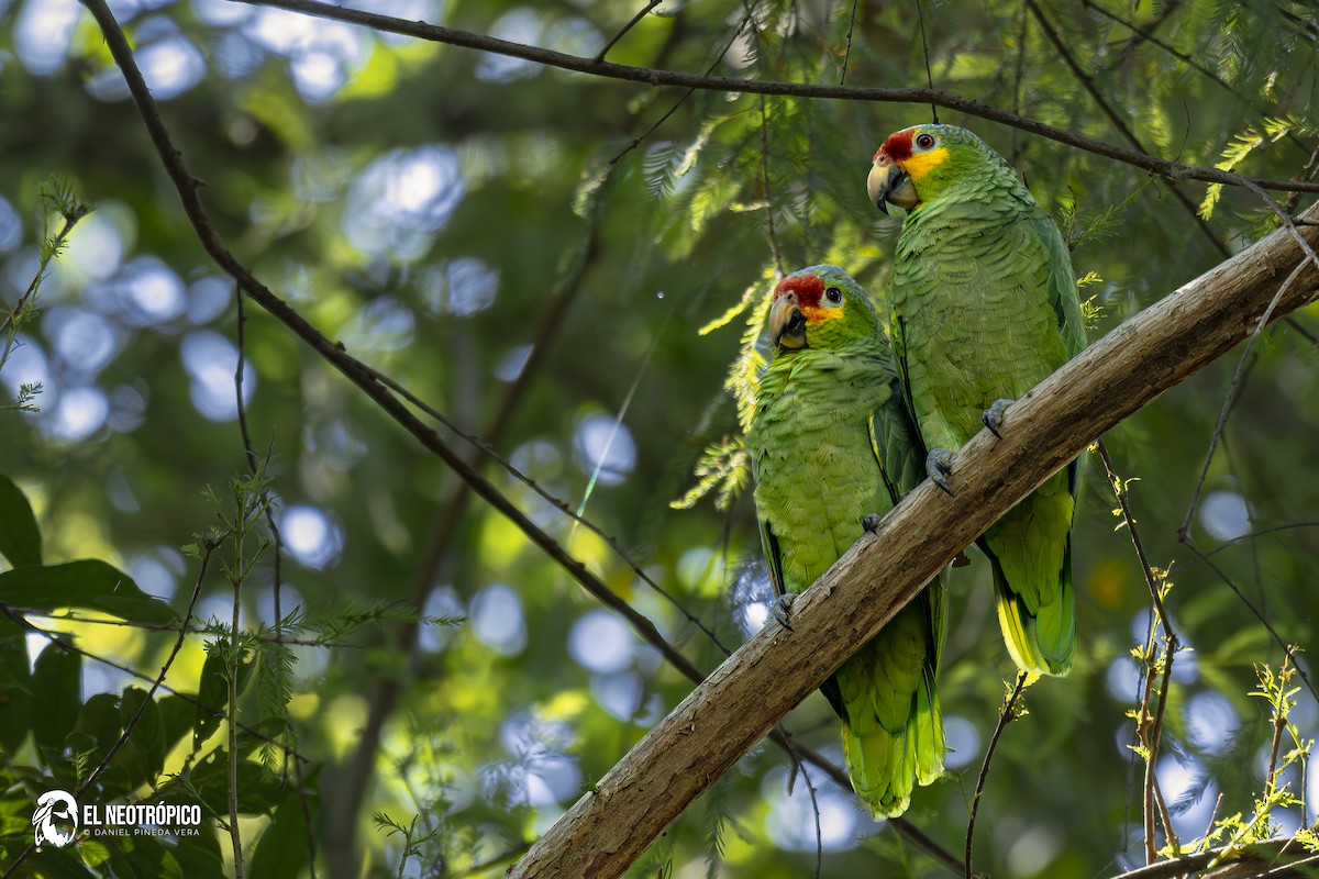 Red-lored Amazon - ML629487466