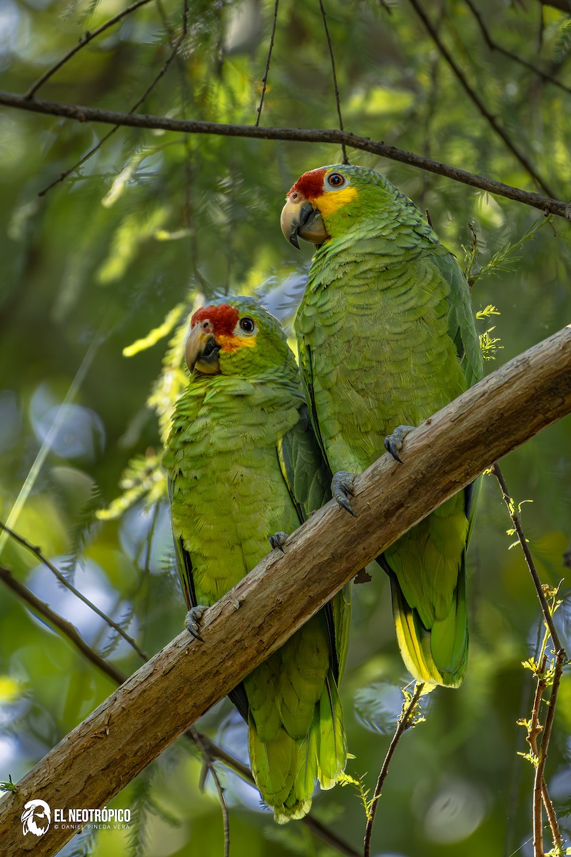 Red-lored Amazon - ML629487467