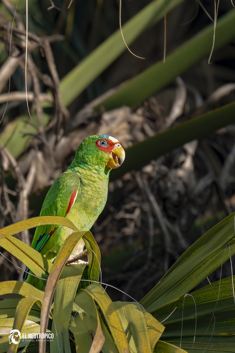 White-fronted Amazon - ML629487472
