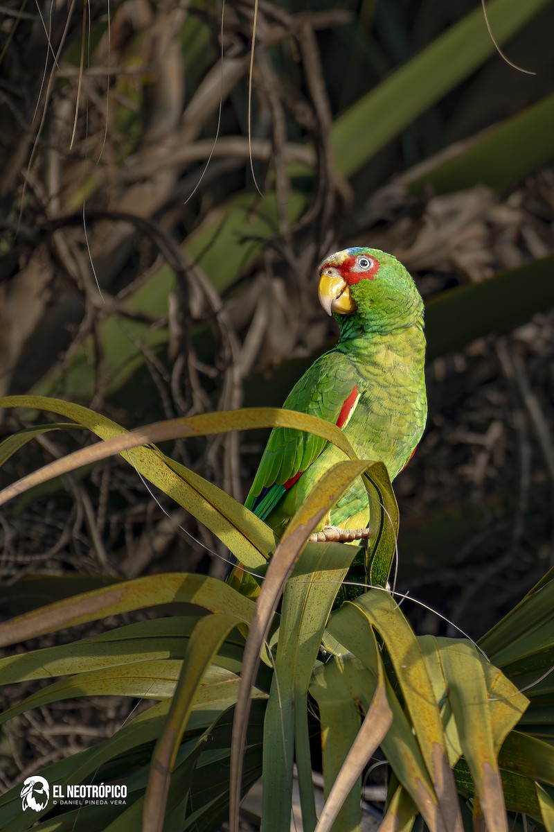 White-fronted Amazon - ML629487473