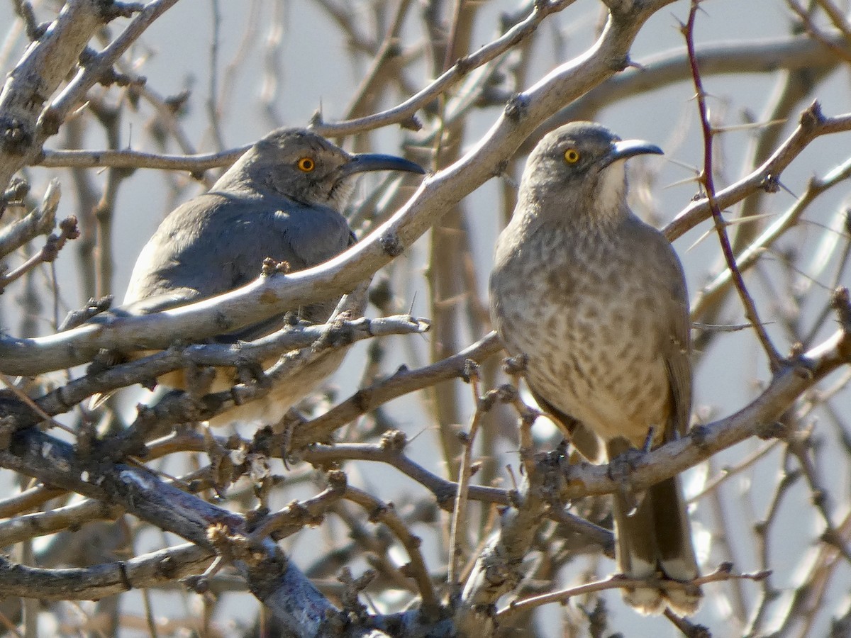 Curve-billed Thrasher - ML629487588