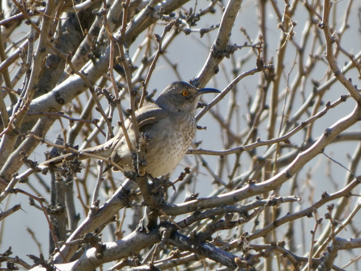 Curve-billed Thrasher - ML629487589