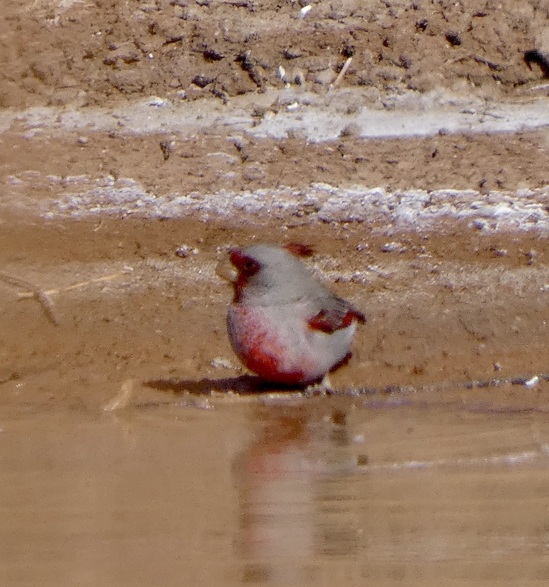 Pyrrhuloxia - ML629487602