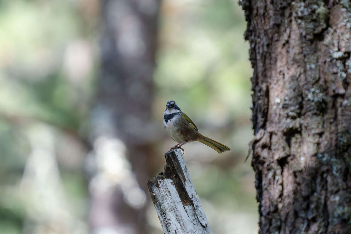 Collared Towhee - ML629487722