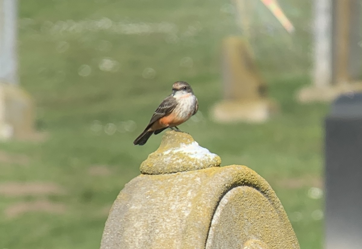 Vermilion Flycatcher - ML629487735