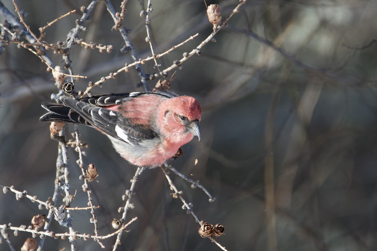 White-winged Crossbill - ML629487808