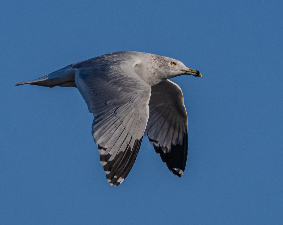 Ring-billed Gull - Arnold Joe