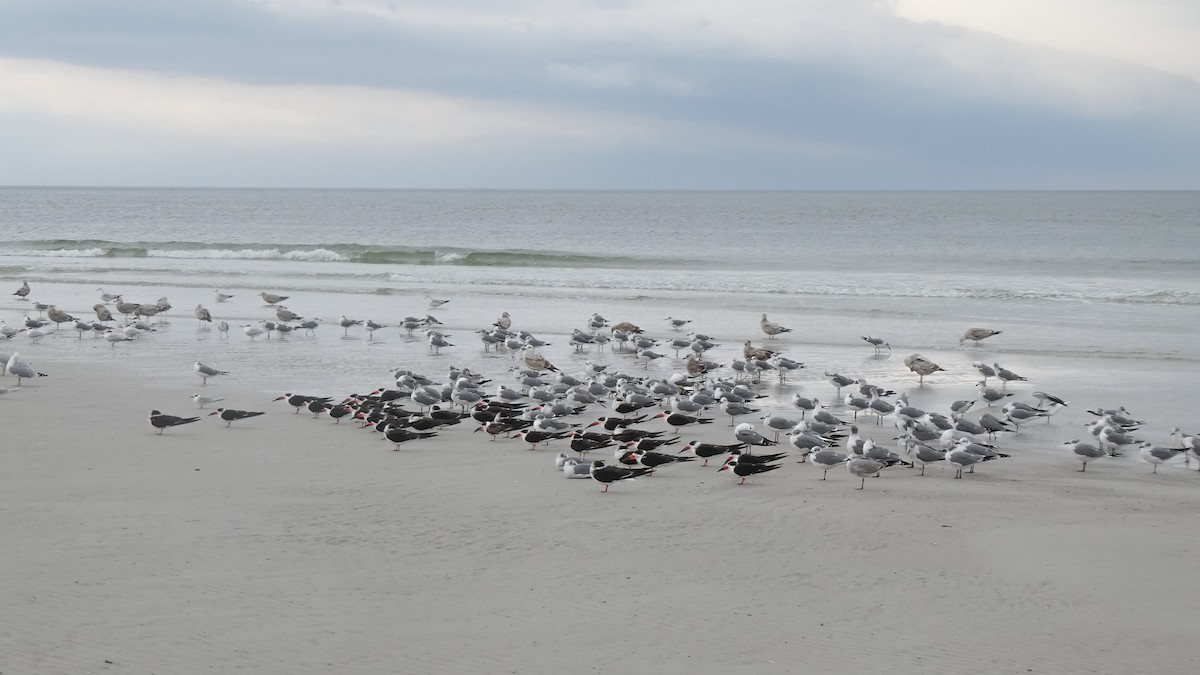 Black Skimmer - ML629487878