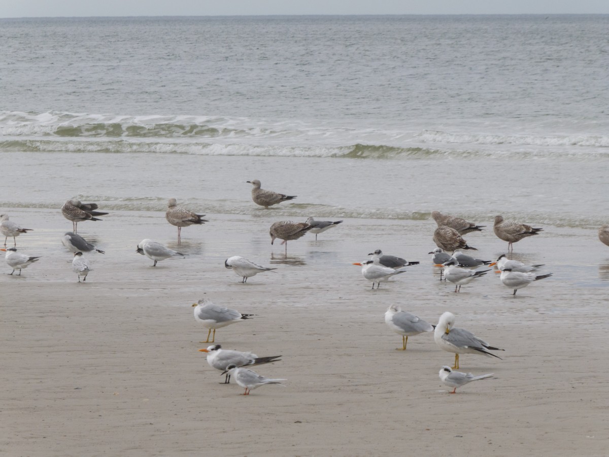 American Herring Gull - ML629487892