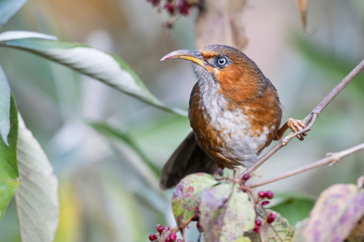 Rusty-cheeked Scimitar-Babbler - ML629487995