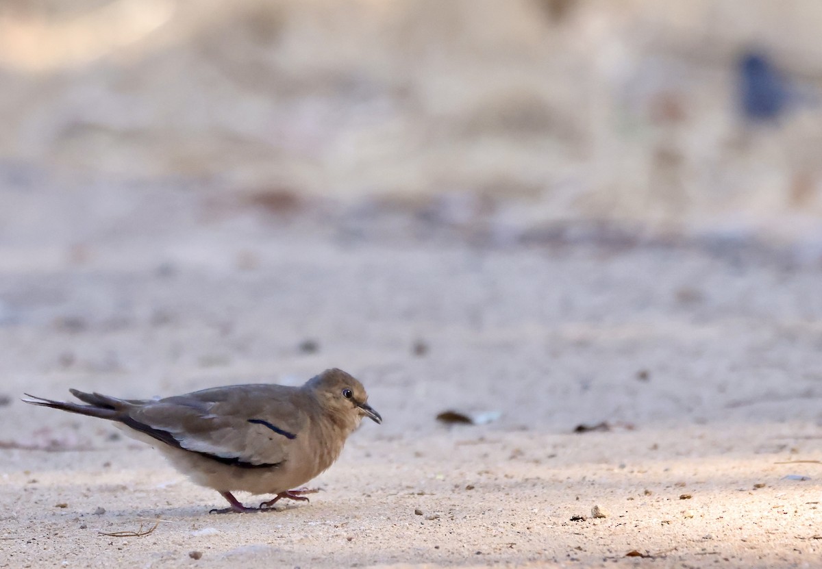 Picui Ground Dove - ML629488321
