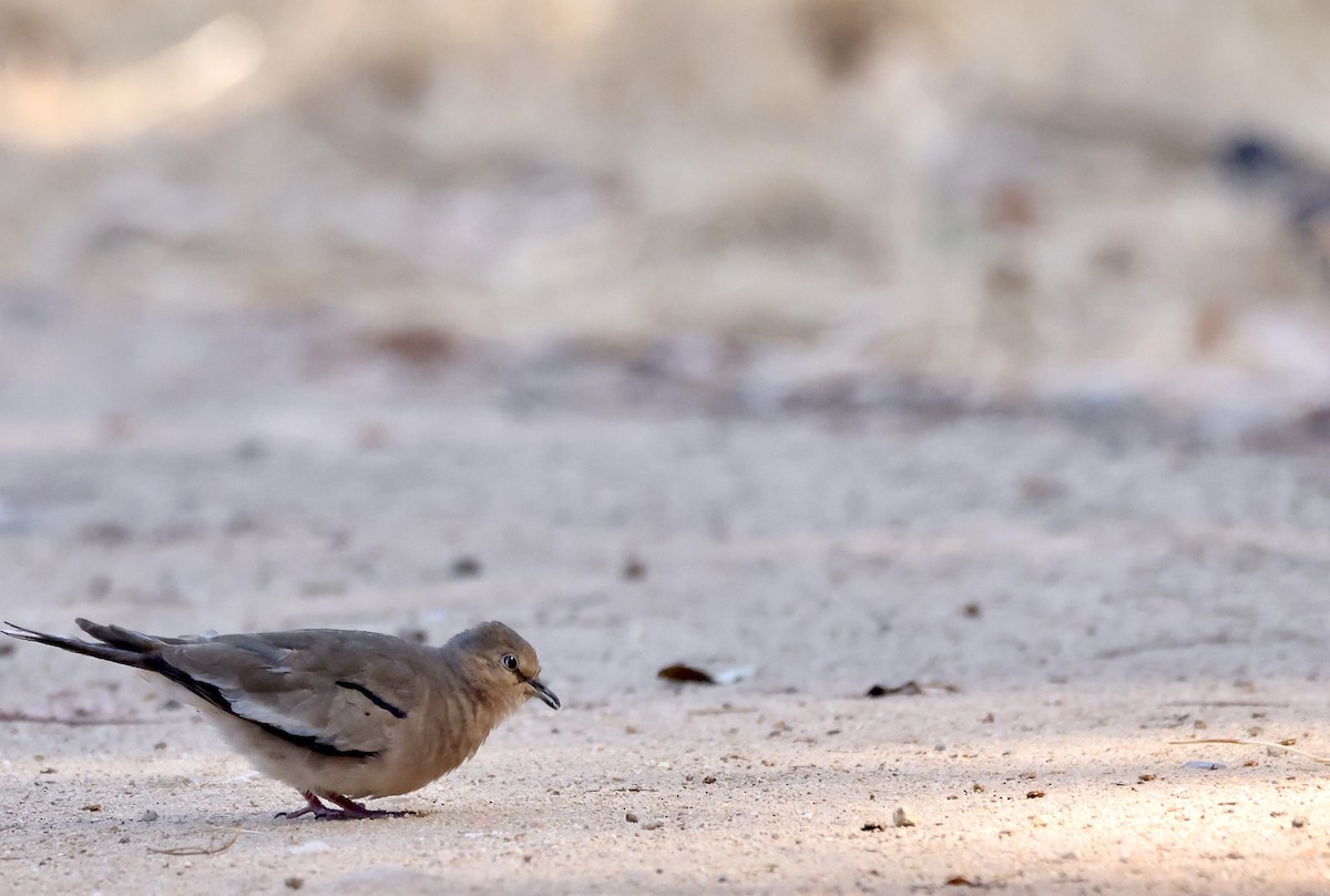 Picui Ground Dove - ML629488322