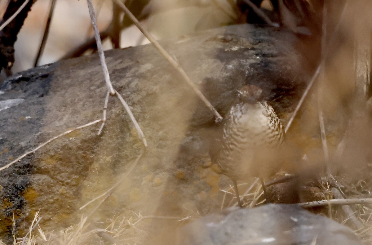 White-throated Tapaculo - ML629488348