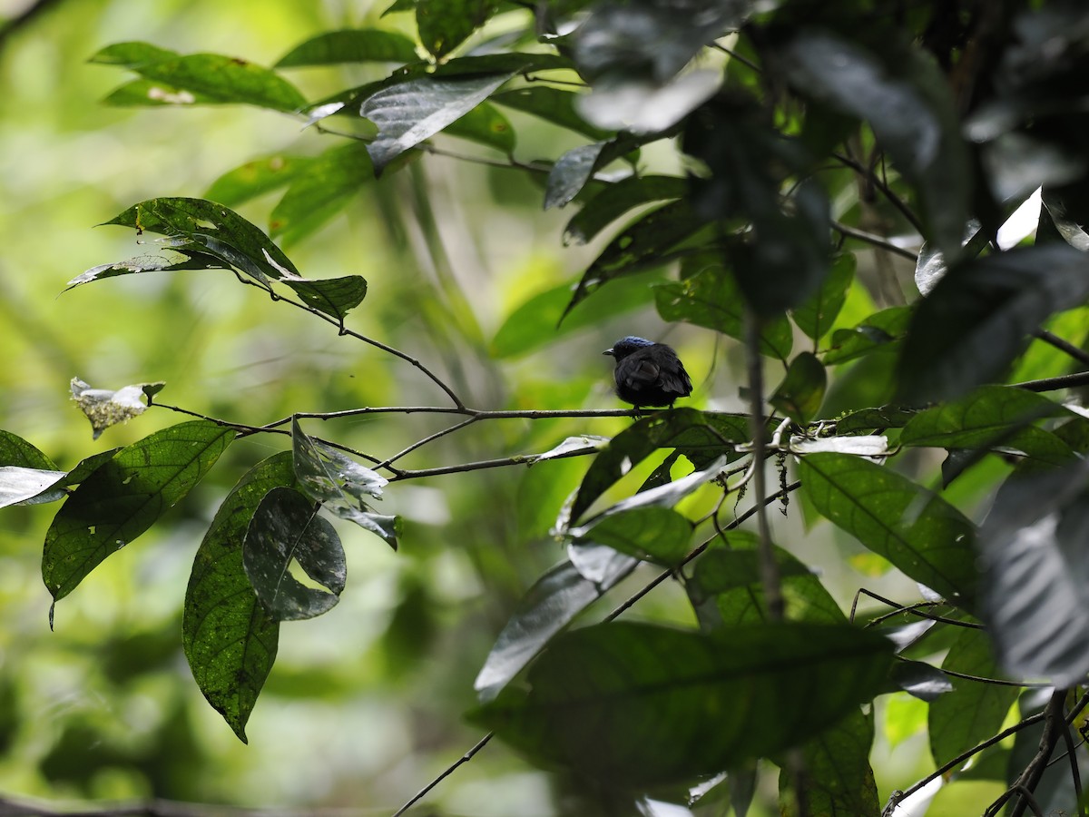 Blue-capped Manakin - ML629488357