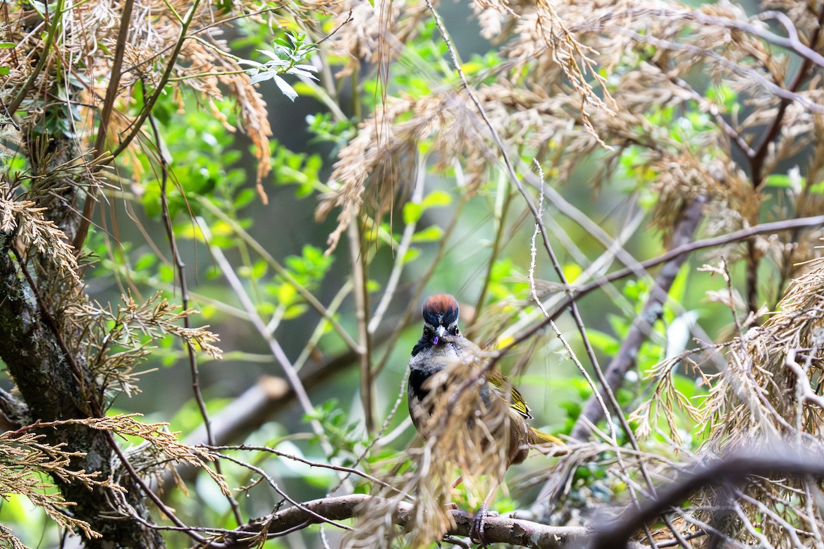 Collared Towhee - ML629488490