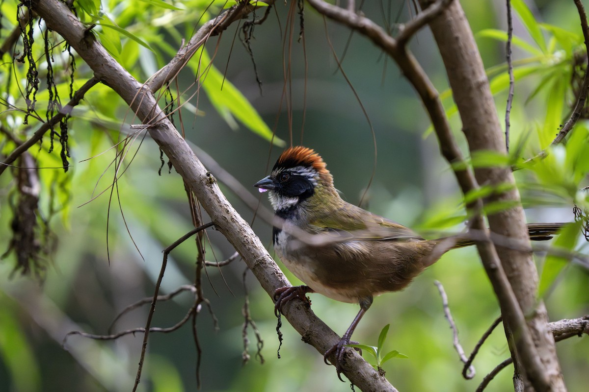 Collared Towhee - ML629488491