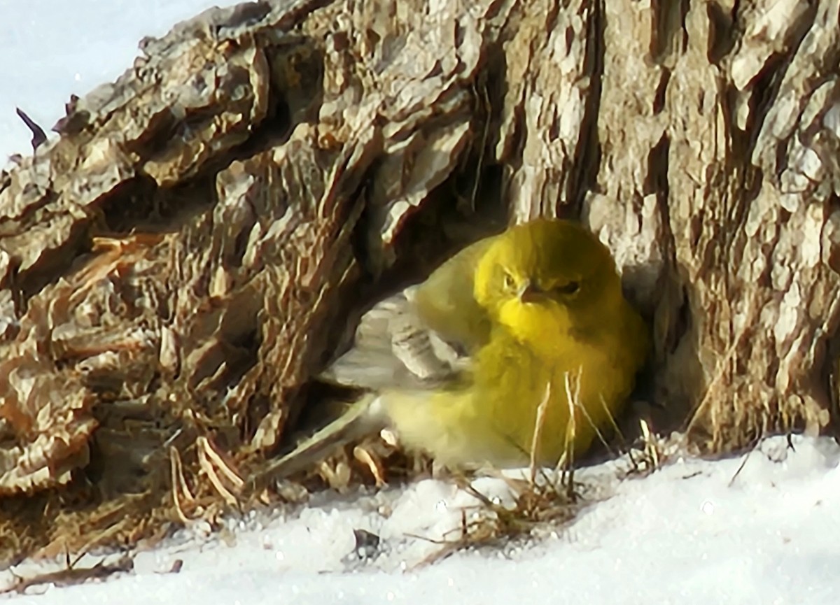 Pine Warbler - ML629488540