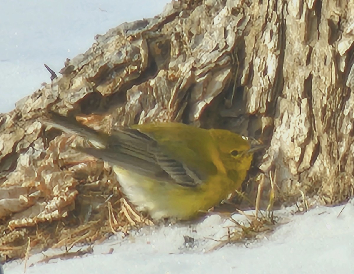 Pine Warbler - ML629488564