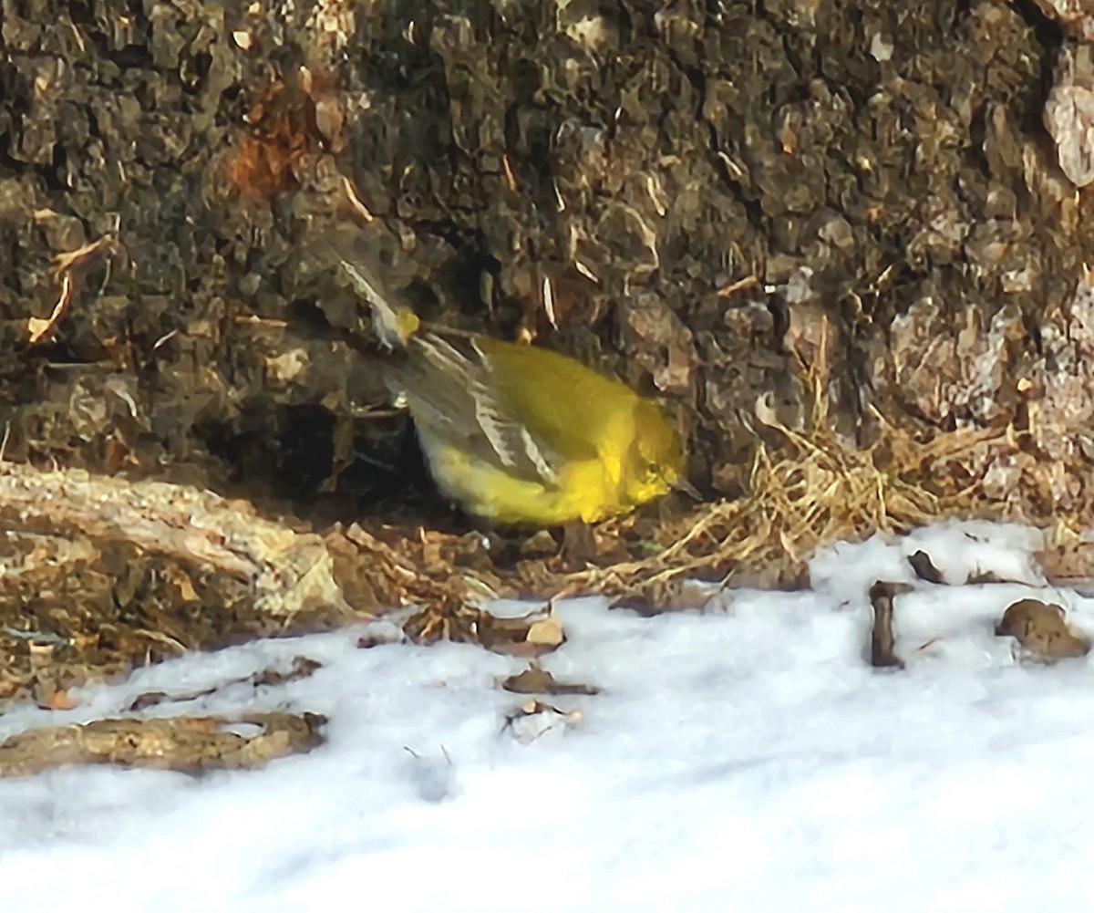 Pine Warbler - ML629488572