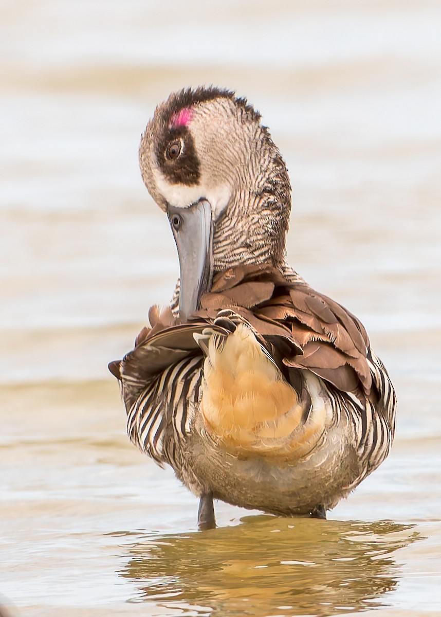 Pink-eared Duck - ML629488596