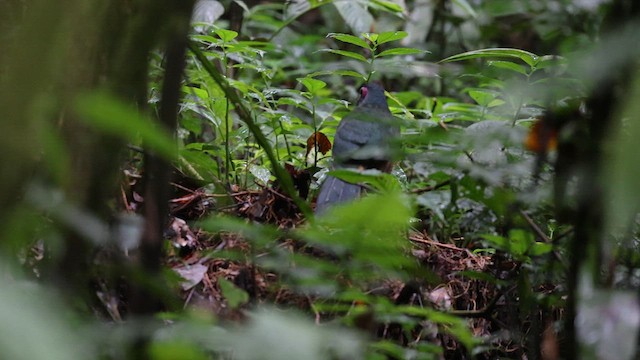 Зозуля-довгоніг суматранська - ML629488601