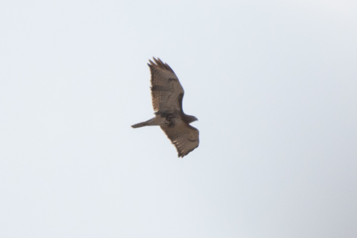 Rotschwanzbussard - ML629488630