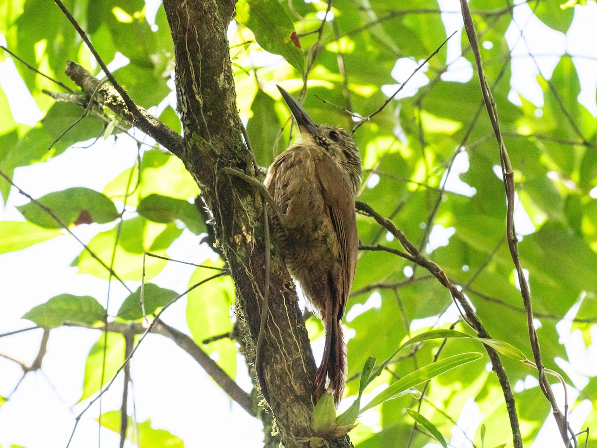 White-throated Woodcreeper - ML629488853