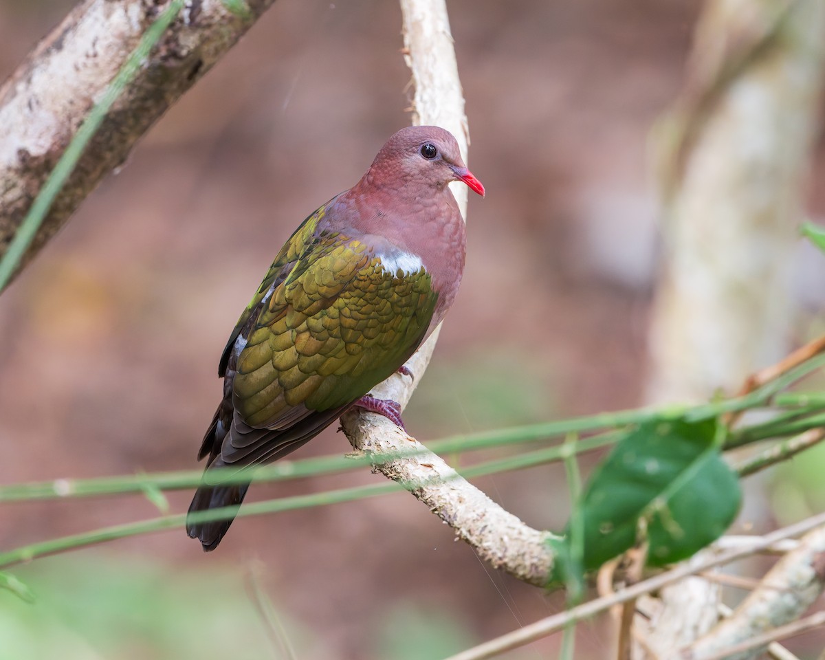 Pacific Emerald Dove - ML629488878