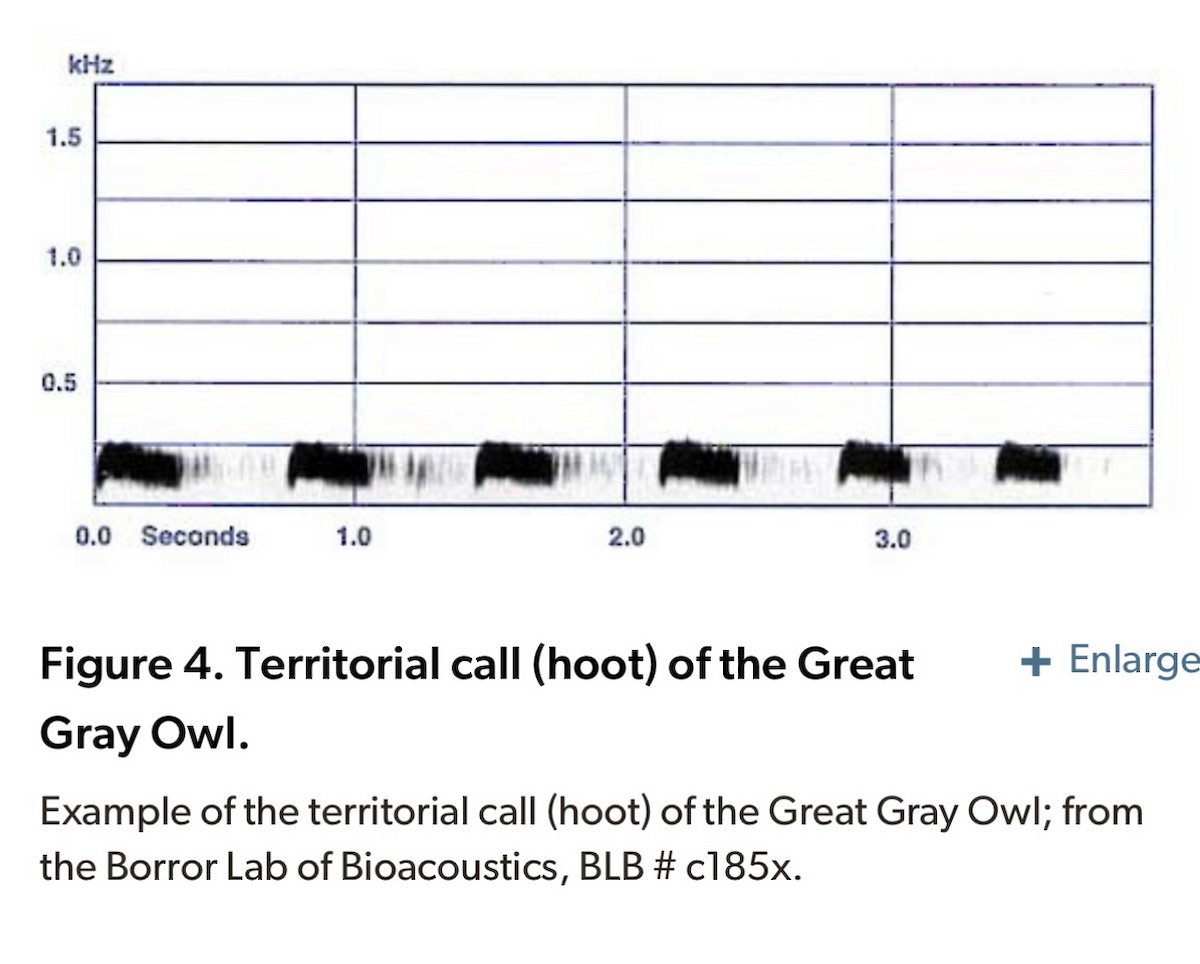 Great Gray Owl - ML629488908