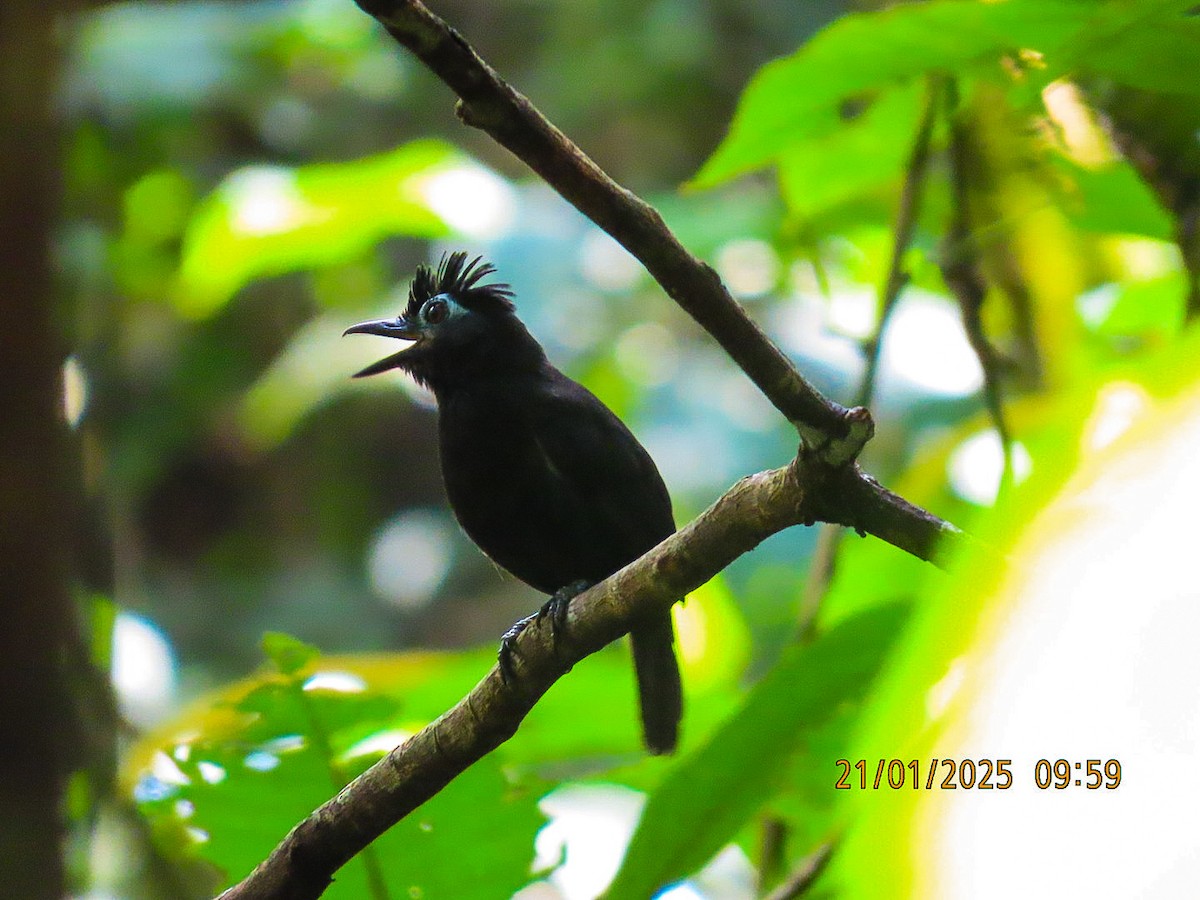 Sooty Antbird - ML629488925