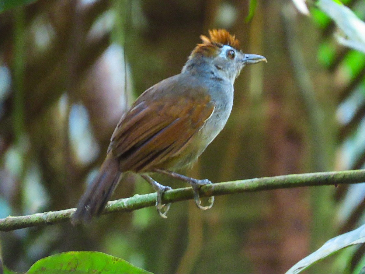 Sooty Antbird - ML629488935