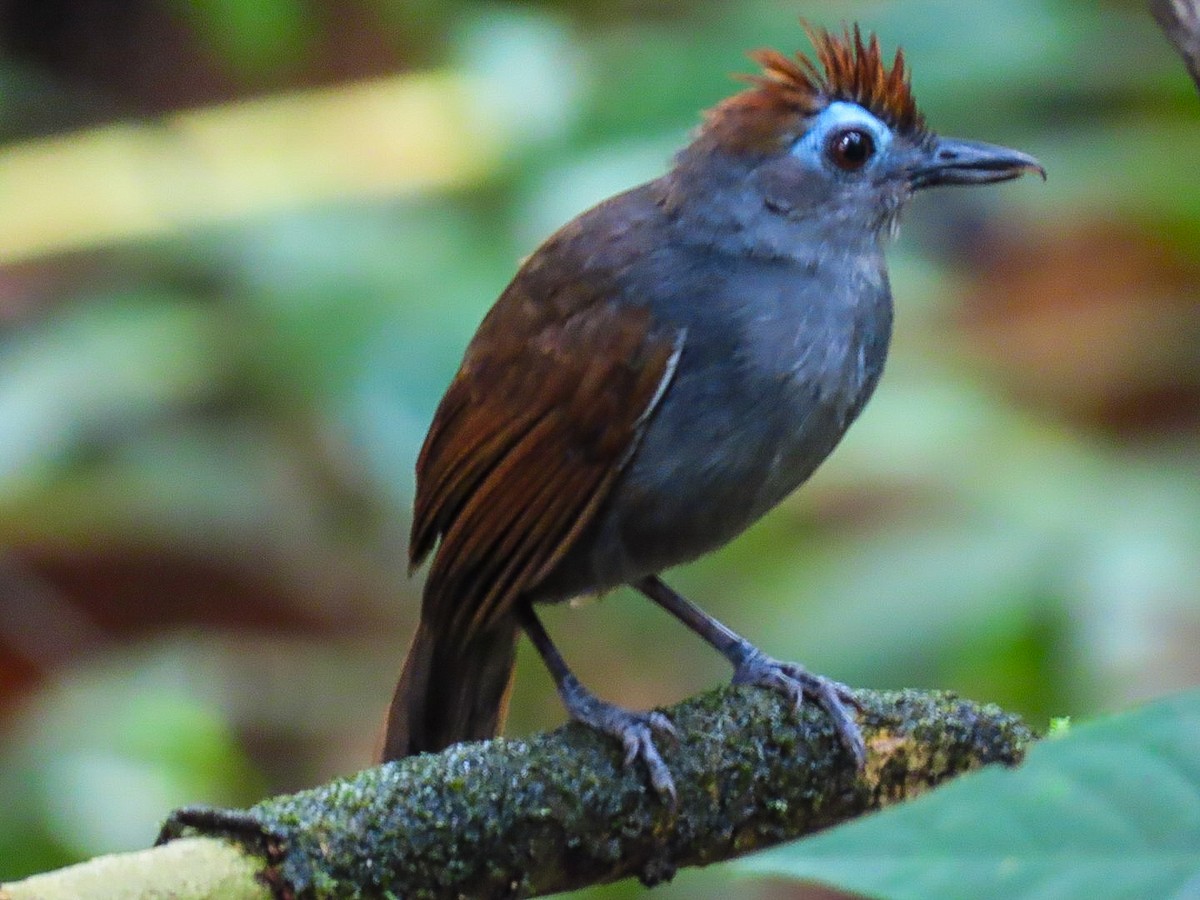 Sooty Antbird - ML629488948