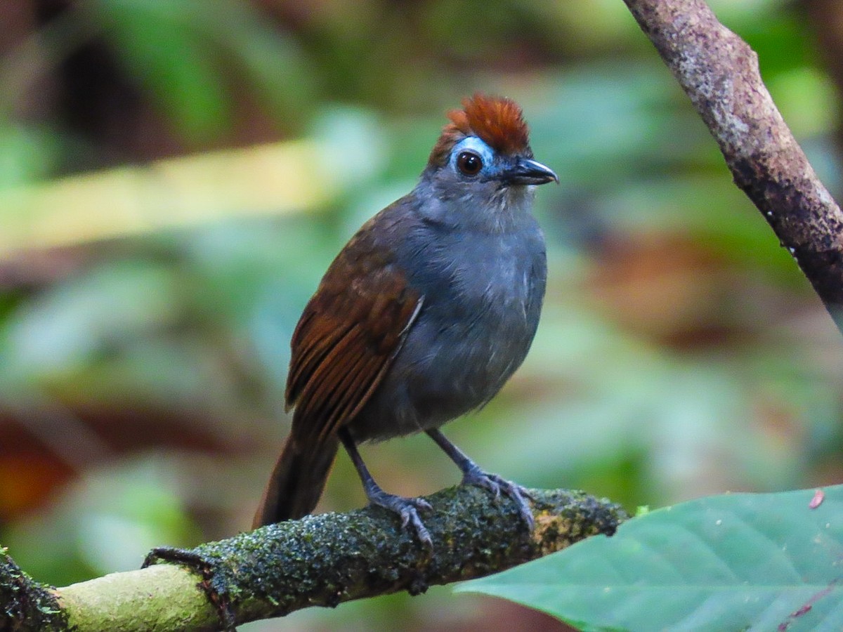 Sooty Antbird - ML629488963
