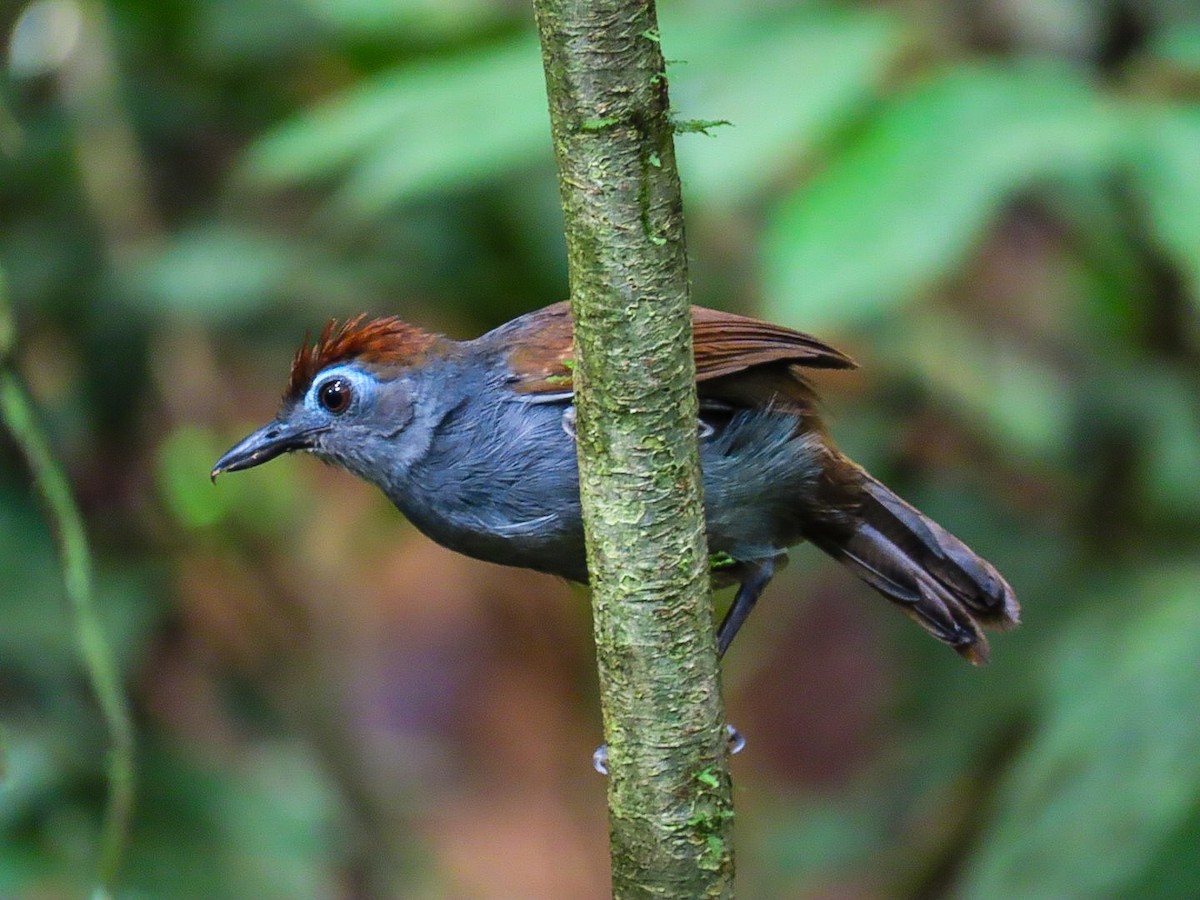 Sooty Antbird - ML629488975