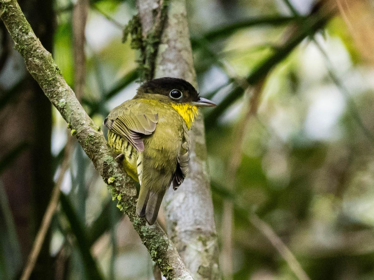 Brazilian Laniisoma - ML629489050