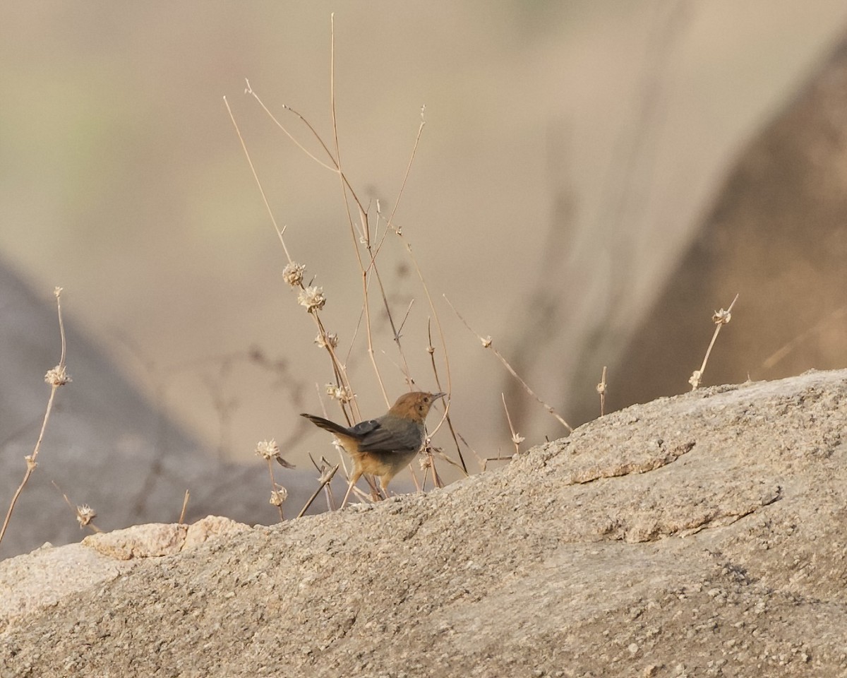 Rock-loving Cisticola - ML629489088