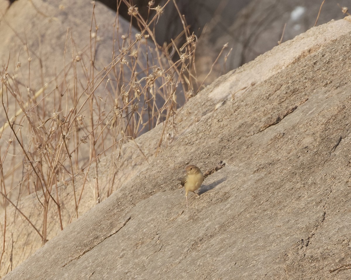 Rock-loving Cisticola - ML629489089