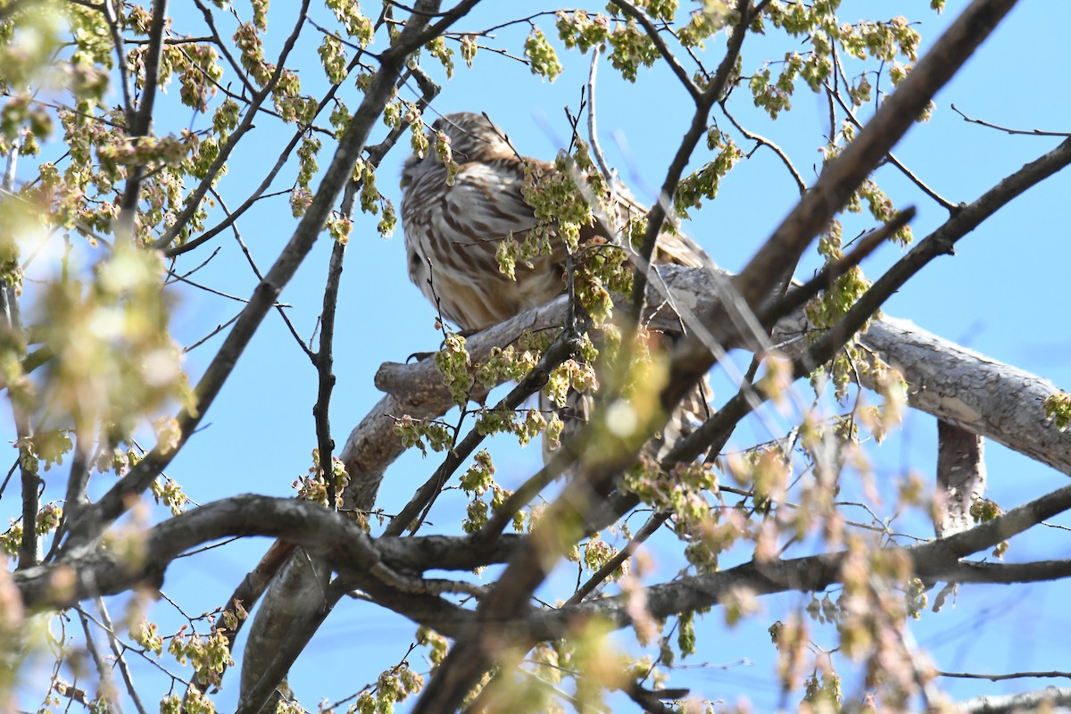 Barred Owl - ML629489094
